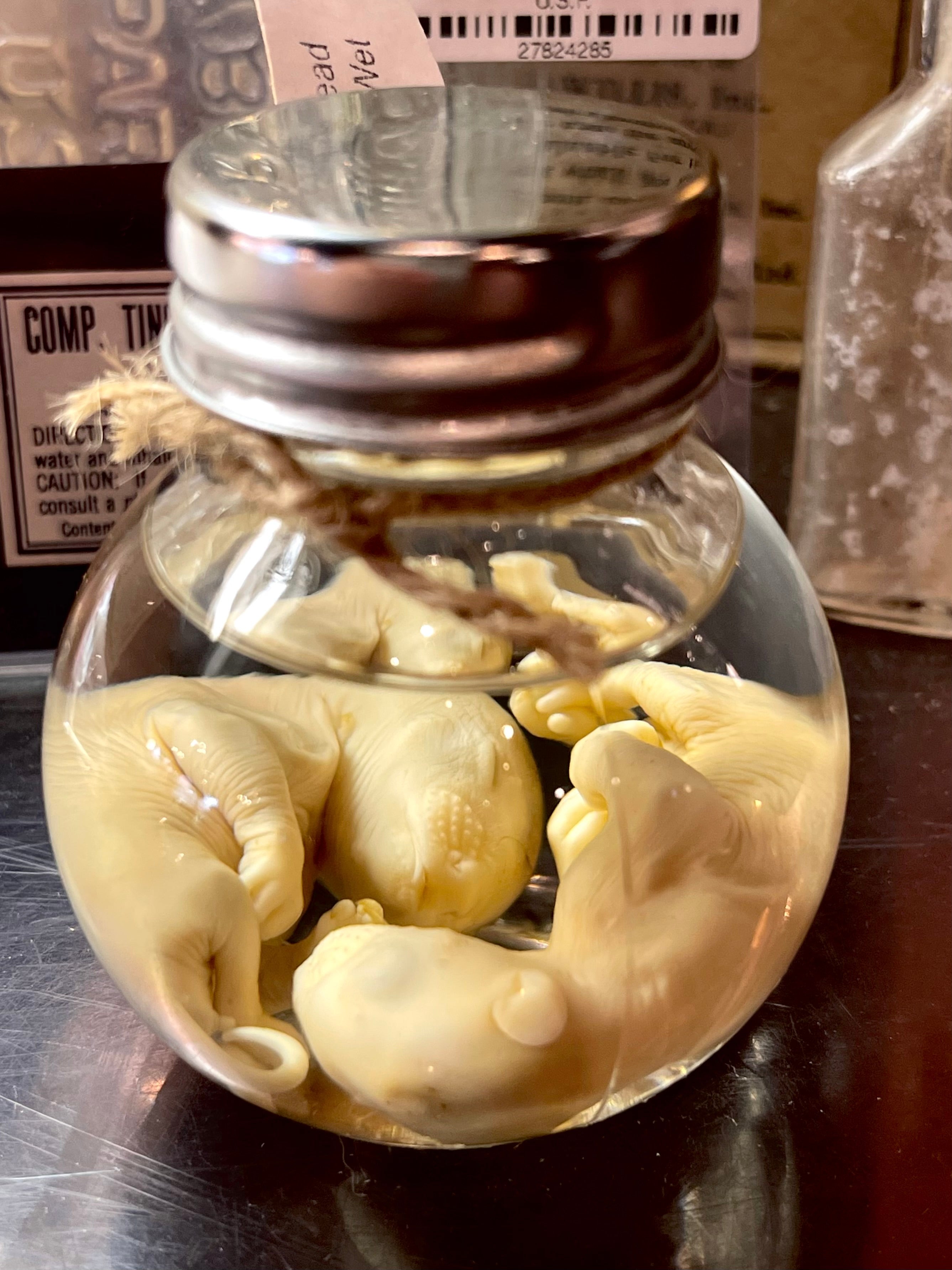 Opossum Wet Specimen Pair