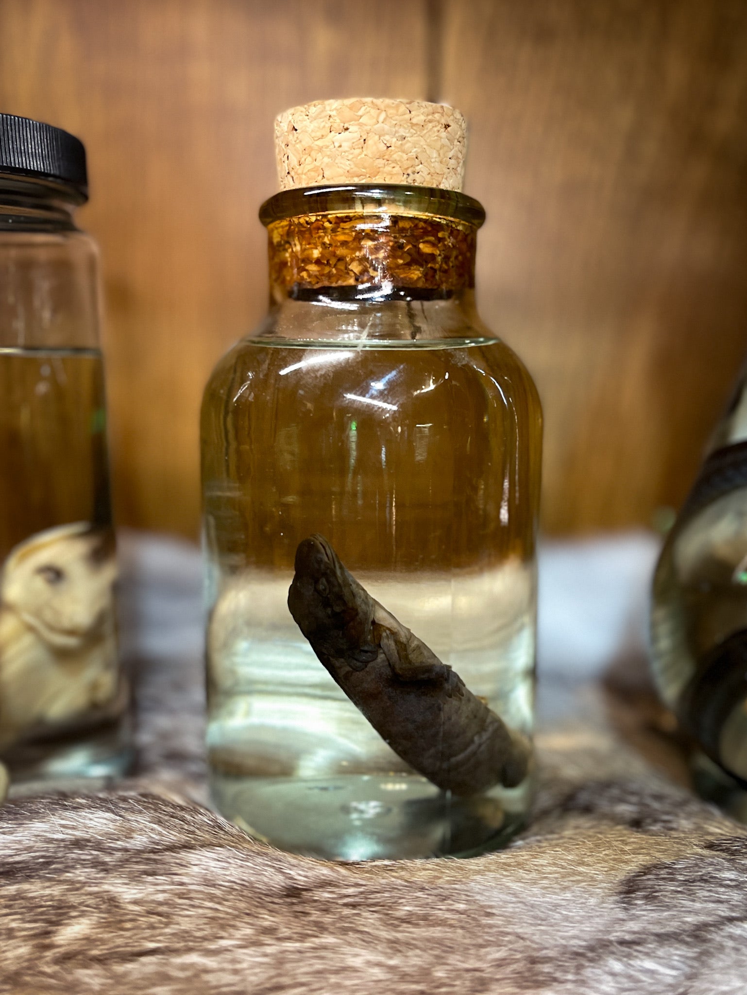Axolotl Wet Specimen