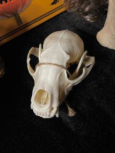 Opossum Skull TTD
