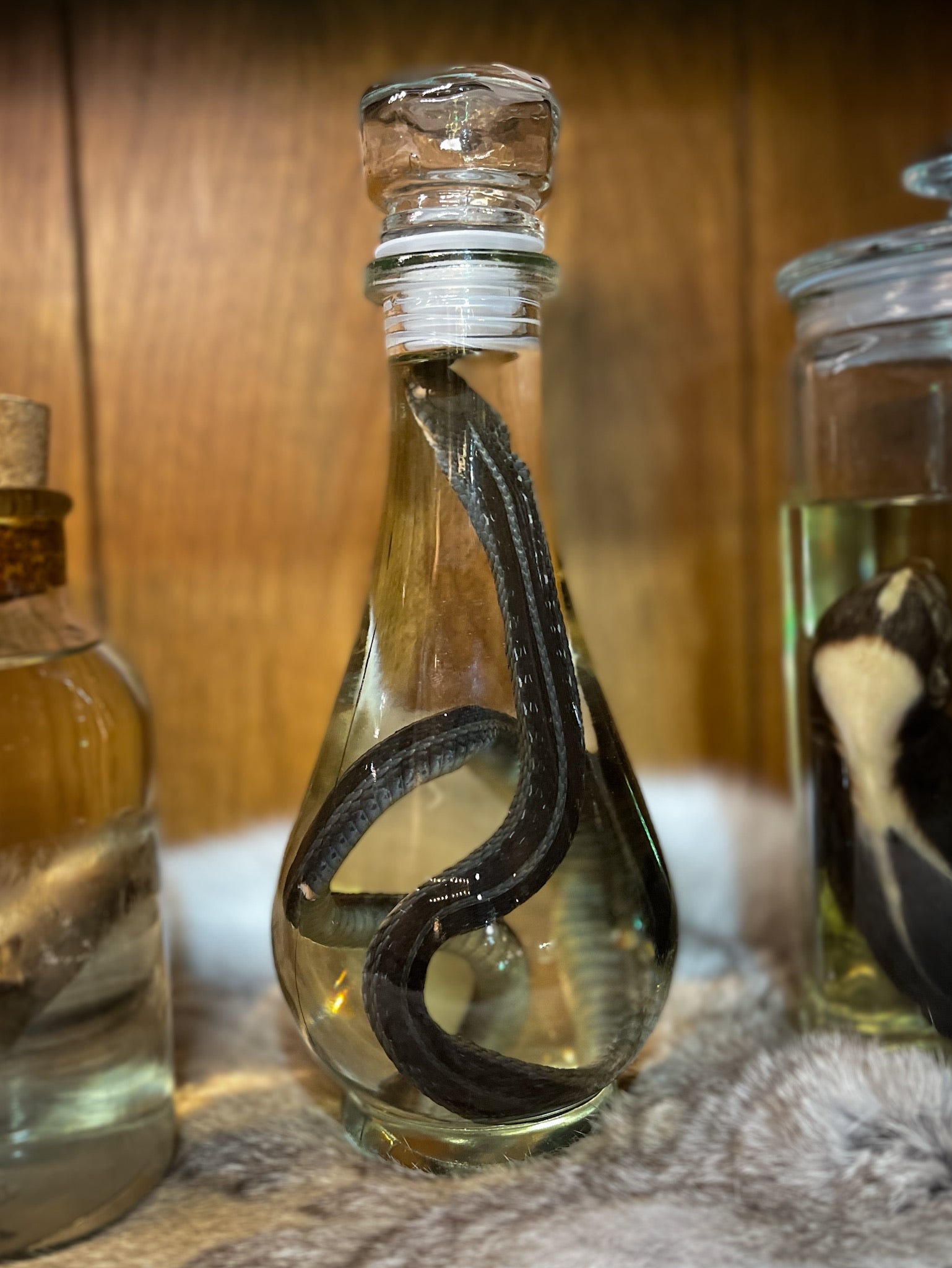 Snake Wet Specimen