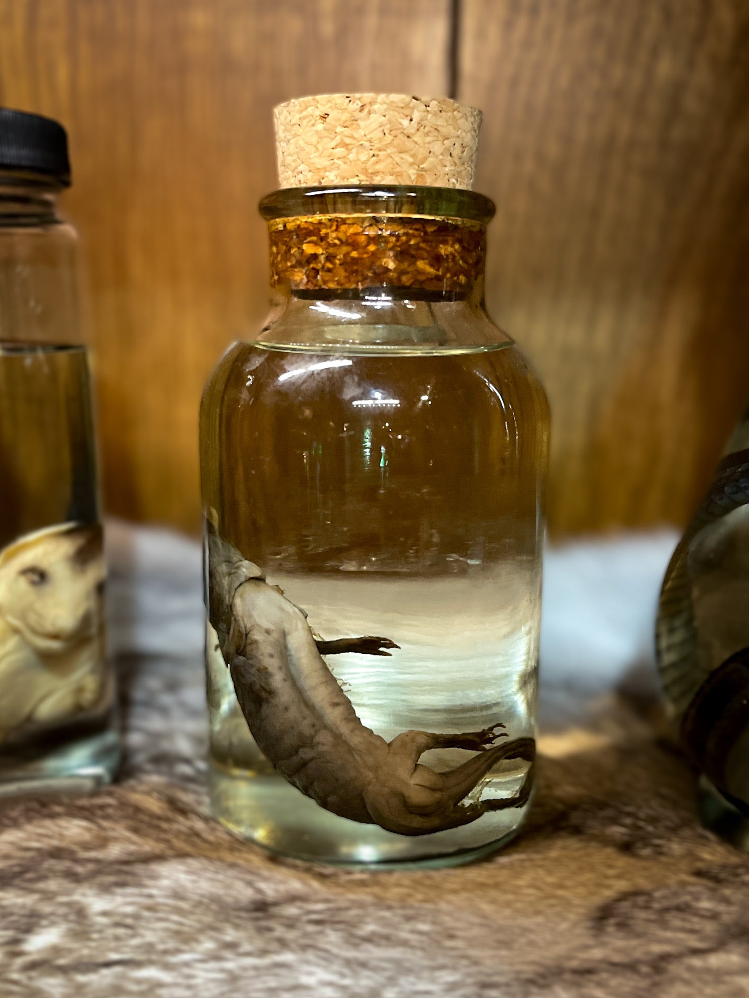 Axolotl Wet Specimen