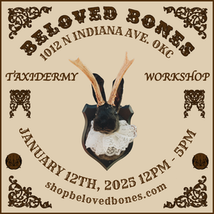 JANUARY 12th- Rabbit OR Jackalope Taxidermy Workshop