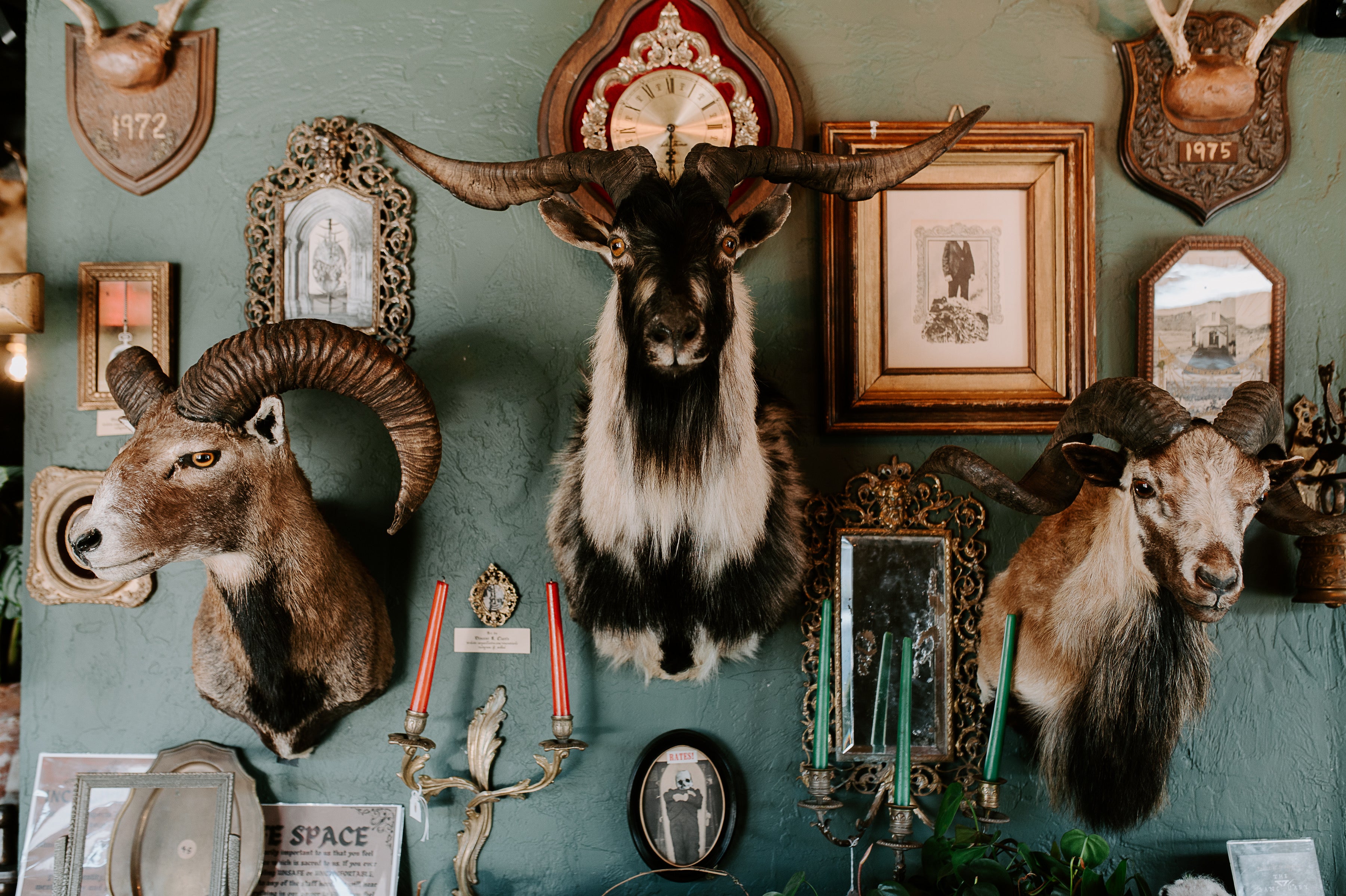 ON HOLD Black and White Goat