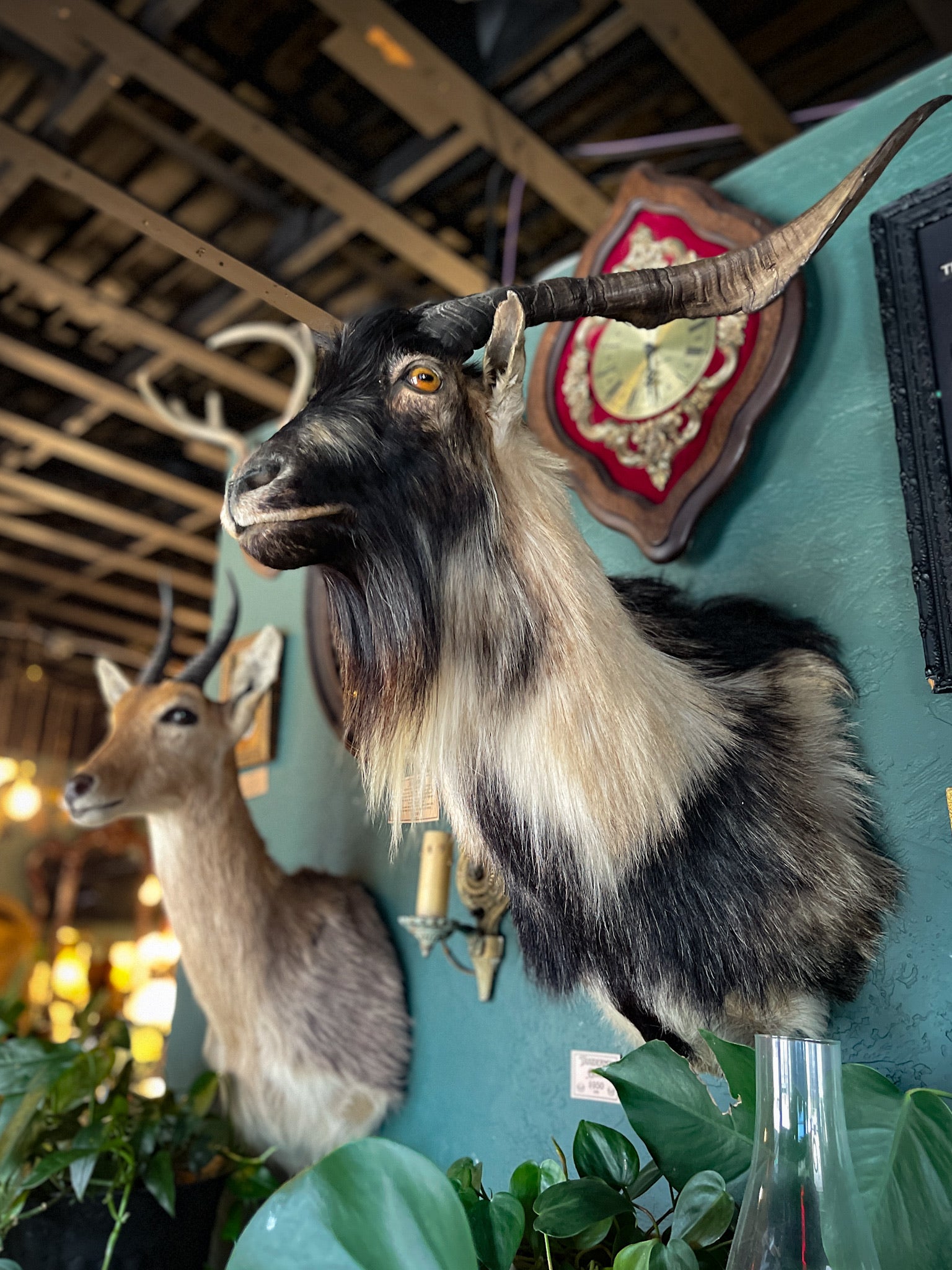 ON HOLD Black and White Goat