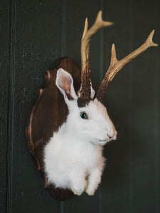 Jackalope Taxidermy