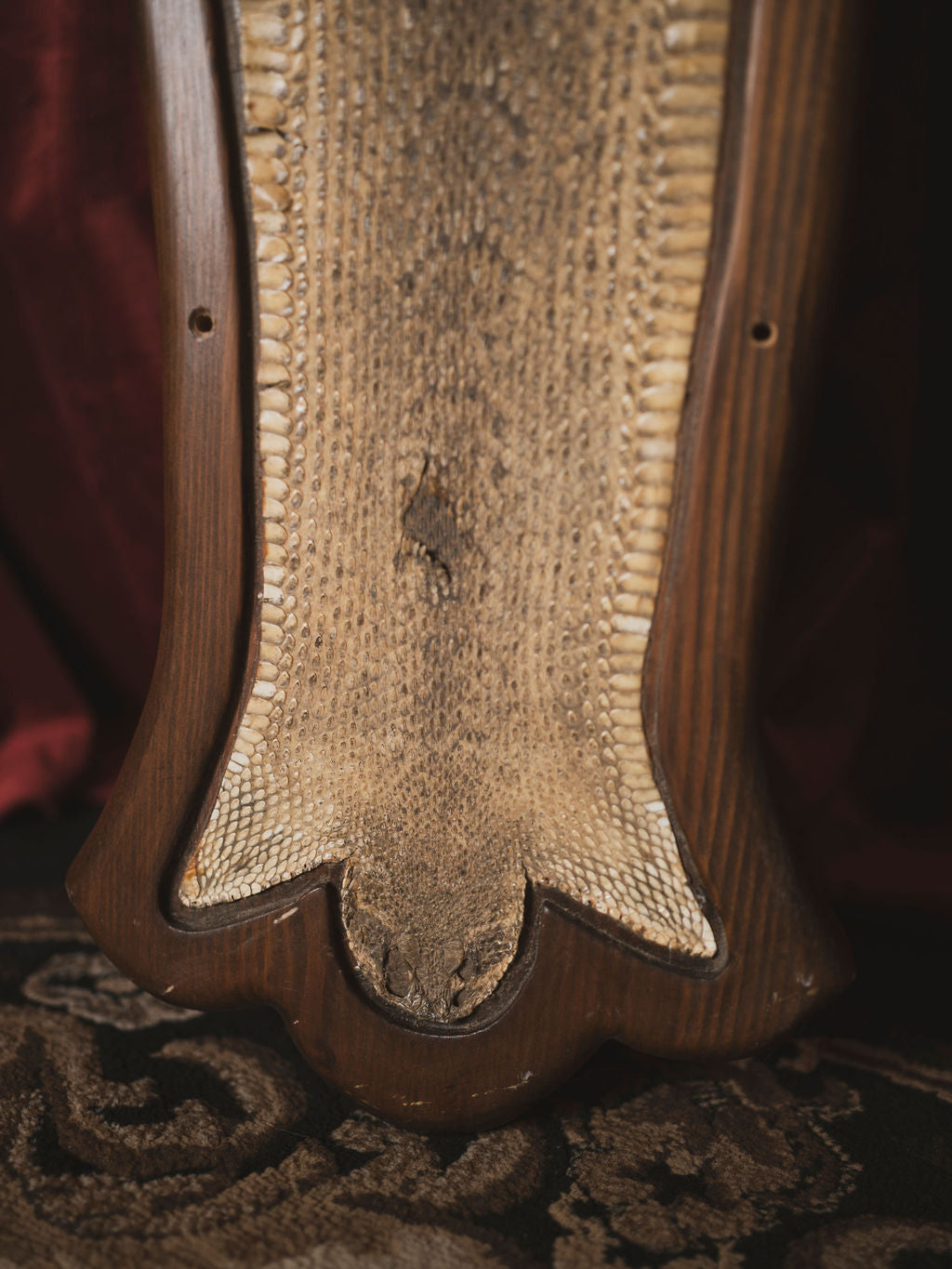 Diamondback Rattlesnake Skin on Wooden Plaque