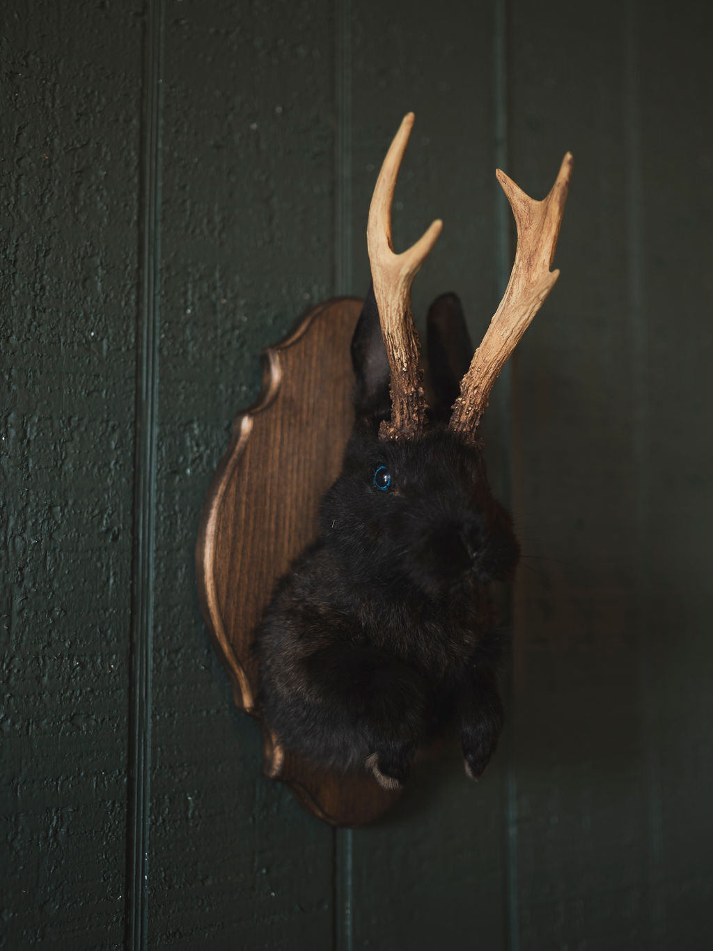 Jackalope Taxidermy