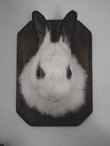 November 11th- Rabbit OR Jackalope Taxidermy Workshop