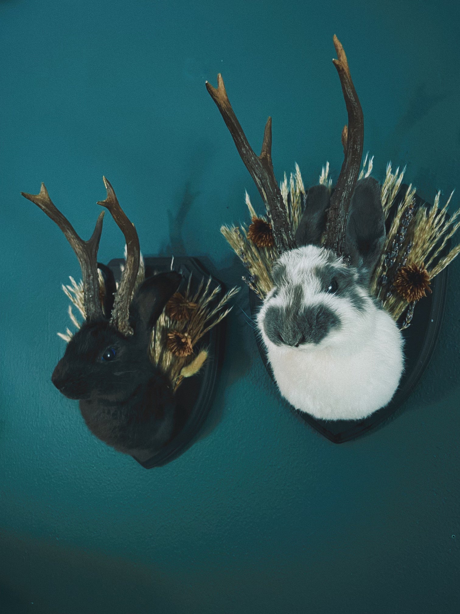 November 11th- Rabbit OR Jackalope Taxidermy Workshop