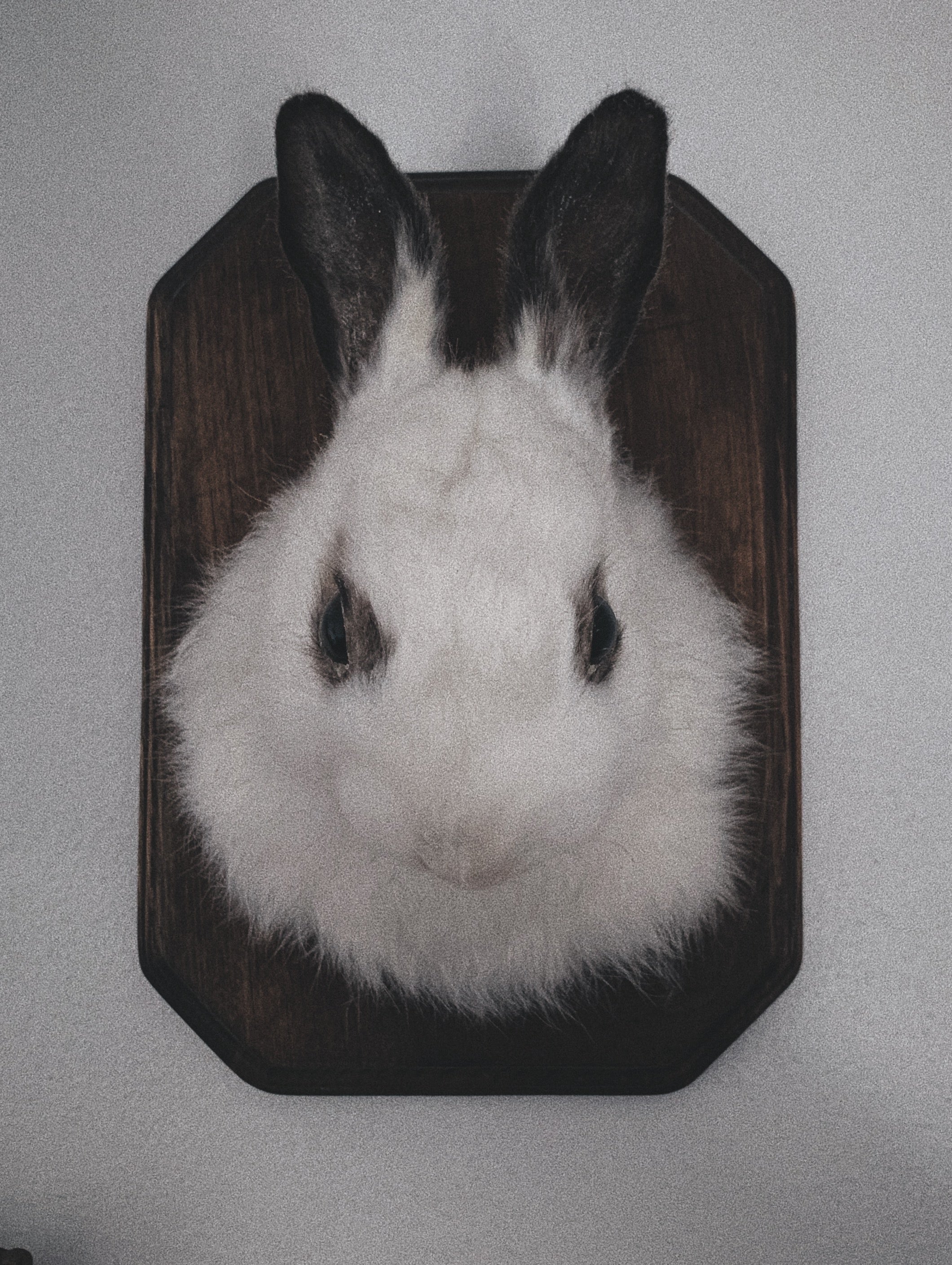 October 7th- Rabbit OR Jackalope Taxidermy Workshop