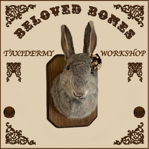 December 9th- Rabbit OR Jackalope Taxidermy Workshop