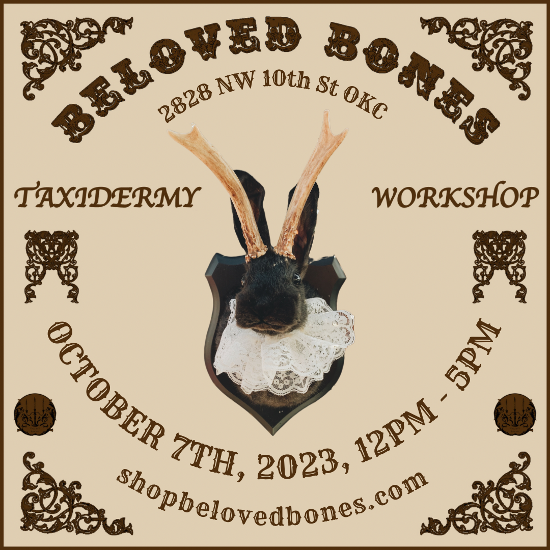 October 7th- Rabbit OR Jackalope Taxidermy Workshop