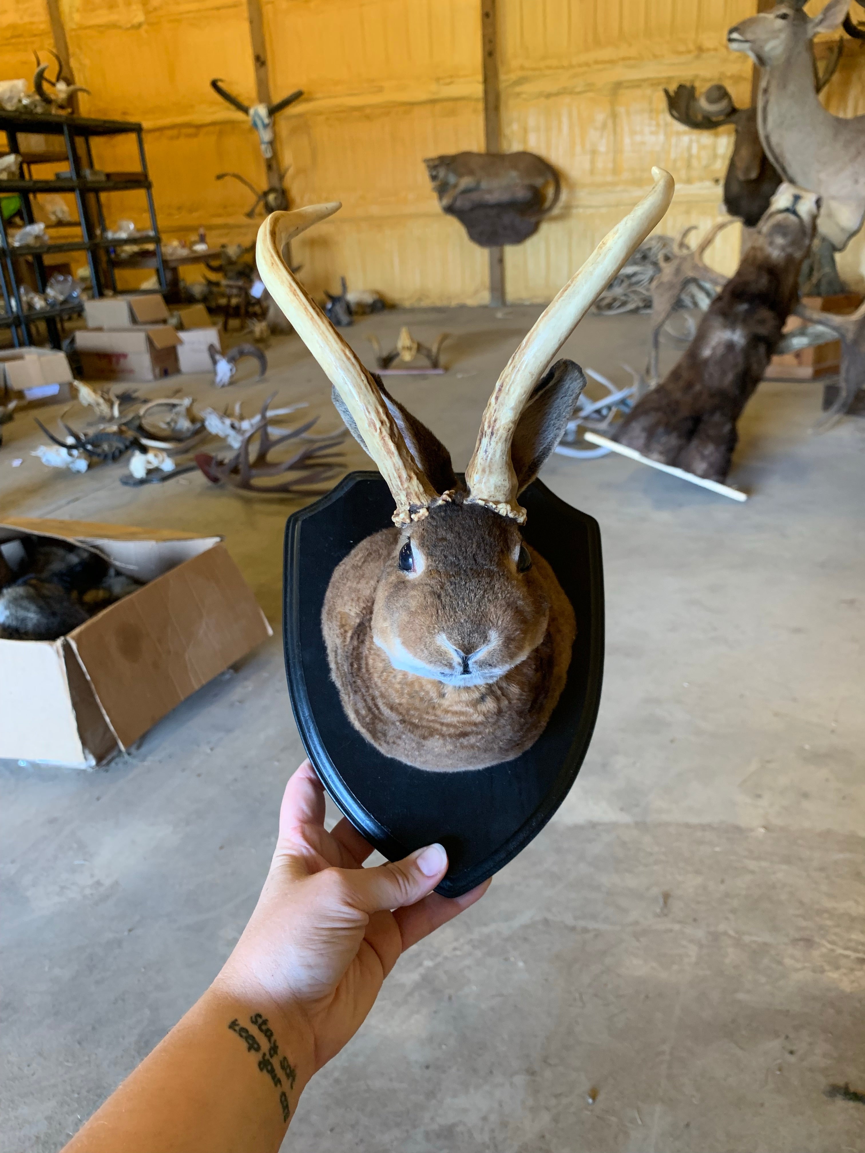 October 7th- Rabbit OR Jackalope Taxidermy Workshop