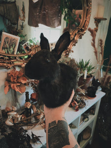 October 7th- Rabbit OR Jackalope Taxidermy Workshop