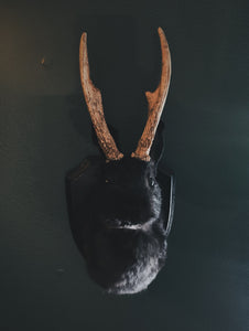 October 7th- Rabbit OR Jackalope Taxidermy Workshop