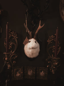 October 7th- Rabbit OR Jackalope Taxidermy Workshop