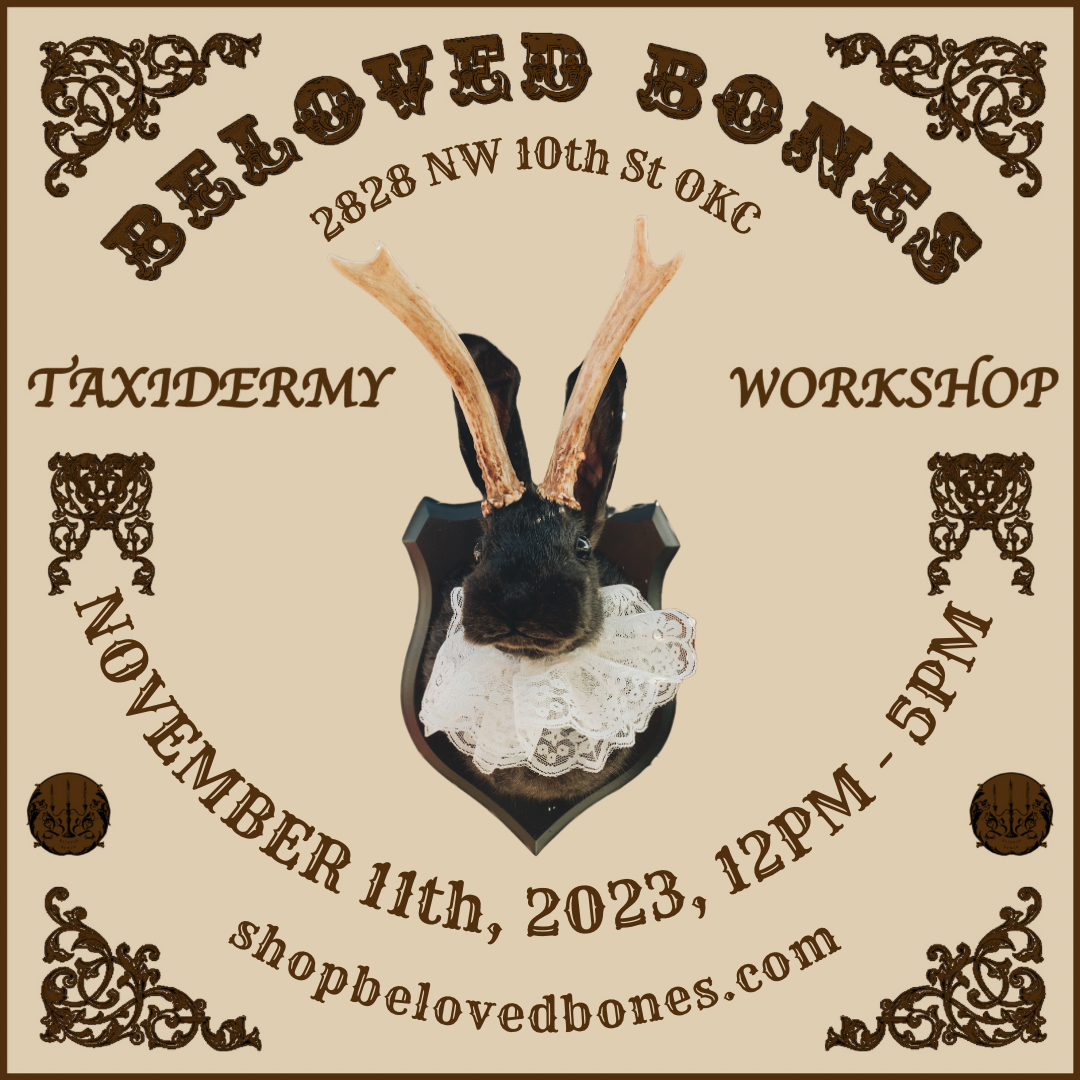November 11th- Rabbit OR Jackalope Taxidermy Workshop