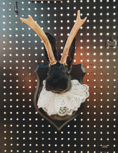 November 11th- Rabbit OR Jackalope Taxidermy Workshop