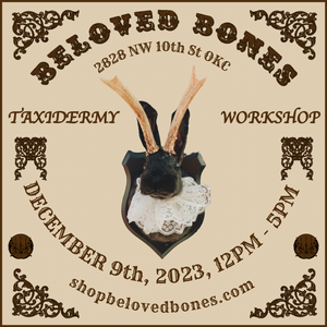 December 9th- Rabbit OR Jackalope Taxidermy Workshop