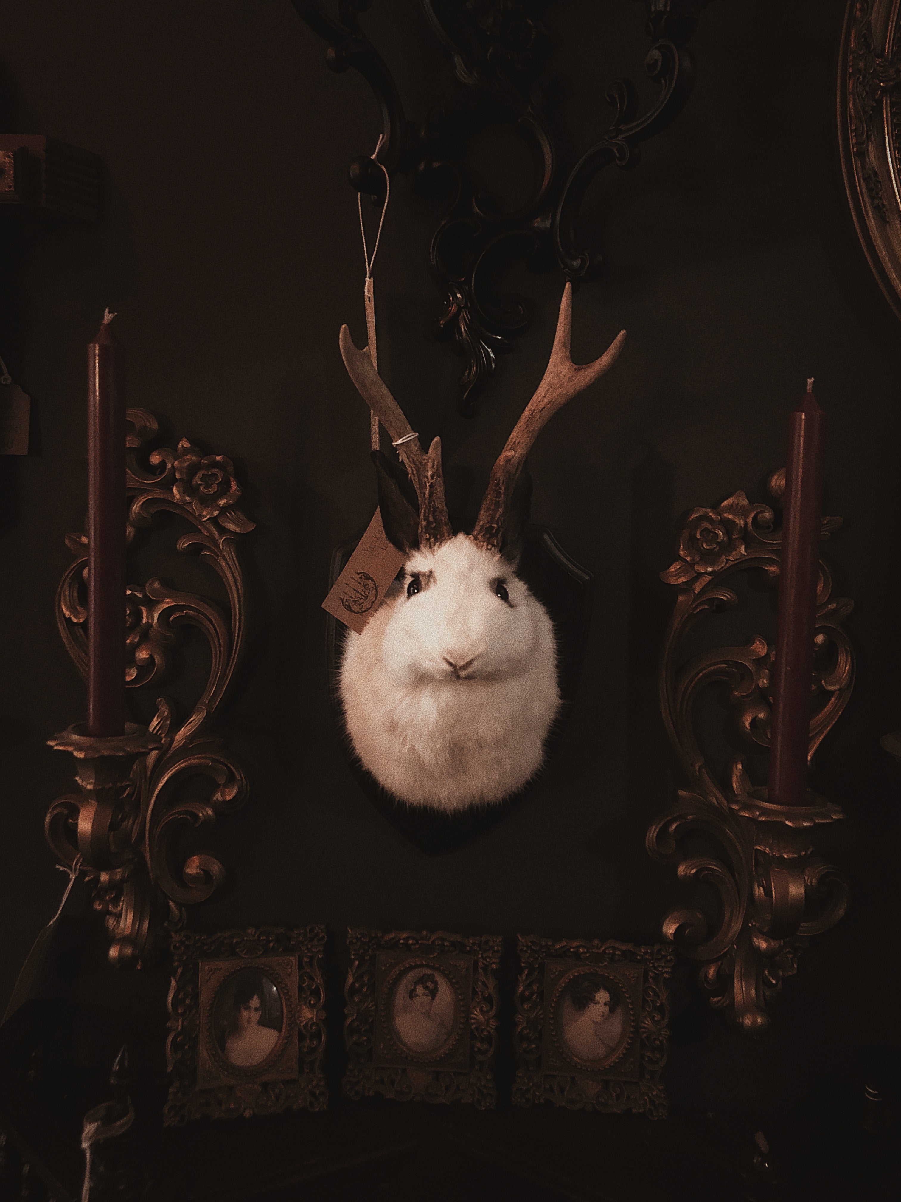 JANUARY 12th- Rabbit OR Jackalope Taxidermy Workshop