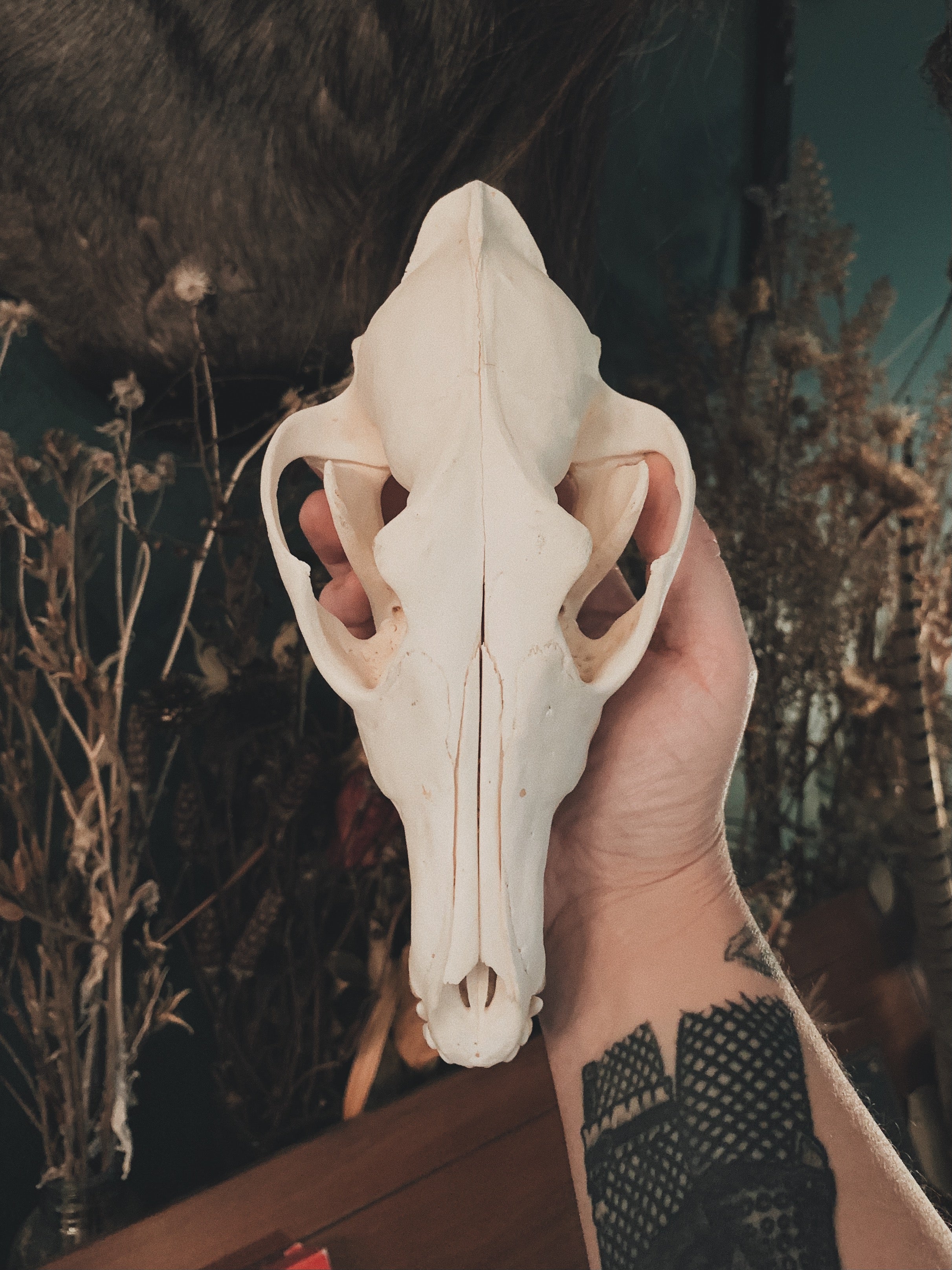 Coyote Skull